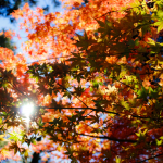 Herbstfest im schönen Billetal